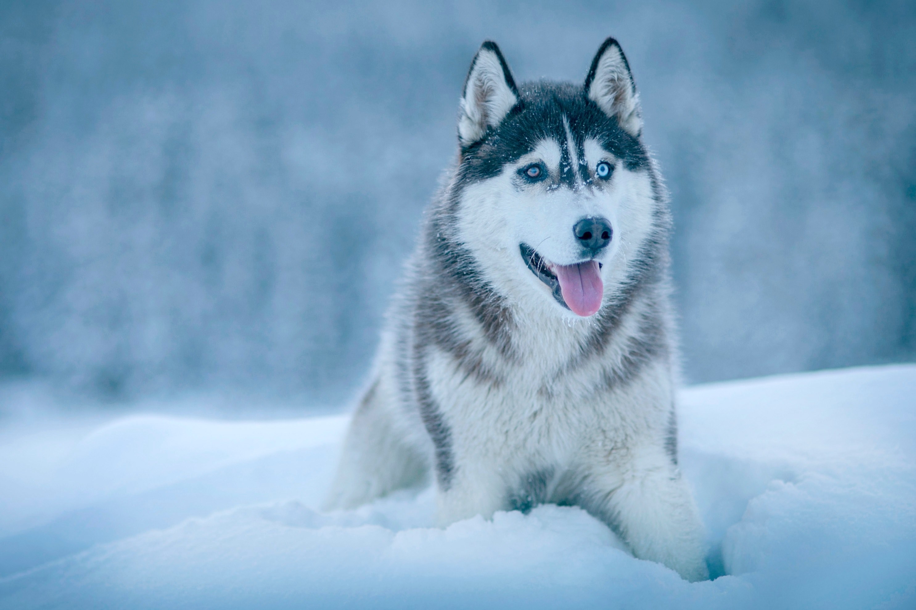 2980x1980 Wallpaper / dog cold husky and canine HD 4k wallpaper free download, Desktop