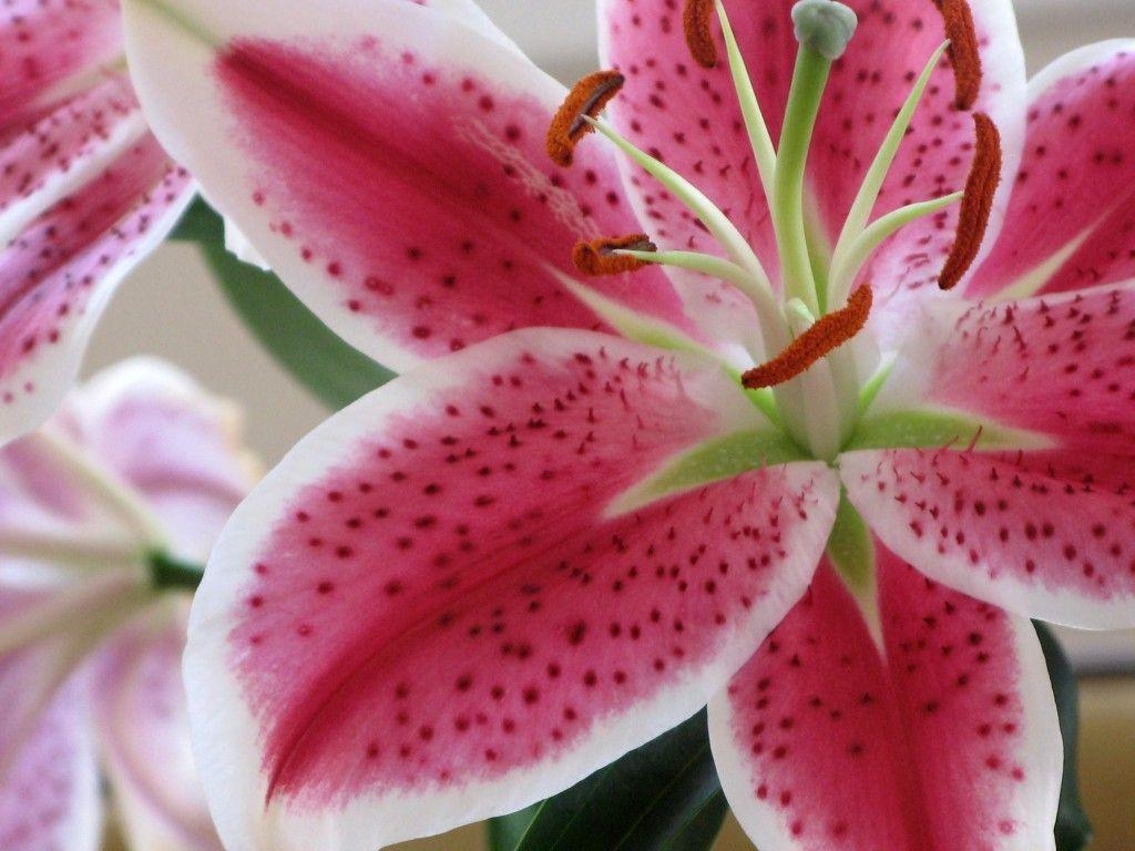 1030x770 Stargazer Lilies..I&;ll Take Tea, Desktop