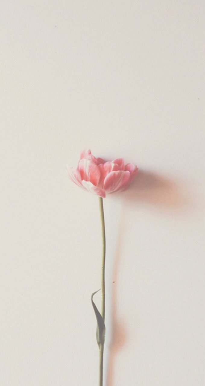 680x1280 Aesthetic Flower Minimalist Aesthetic Laptop Wallpaper, Phone