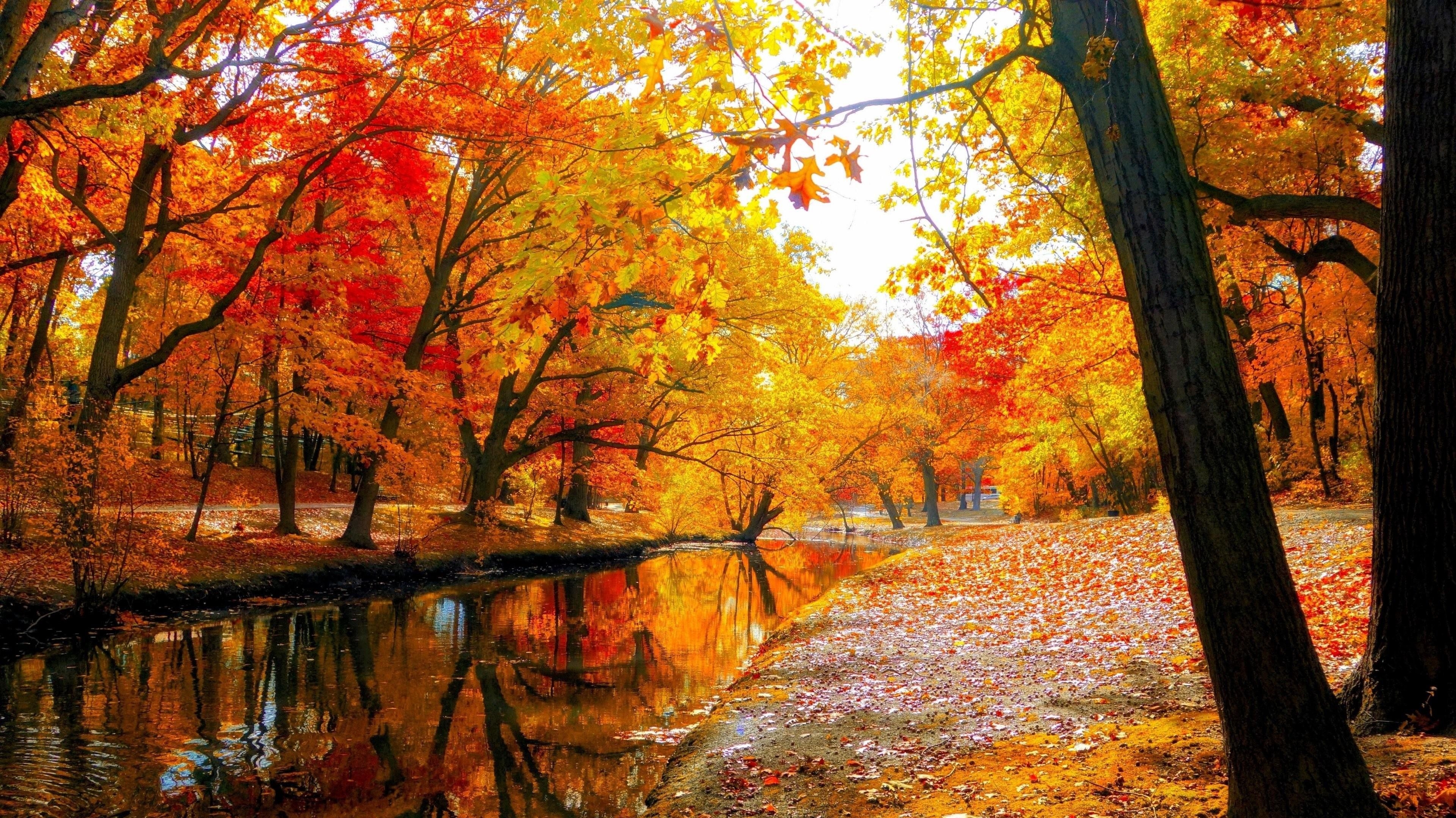 3840x2160 Autumn Tree Wallpaper, Desktop