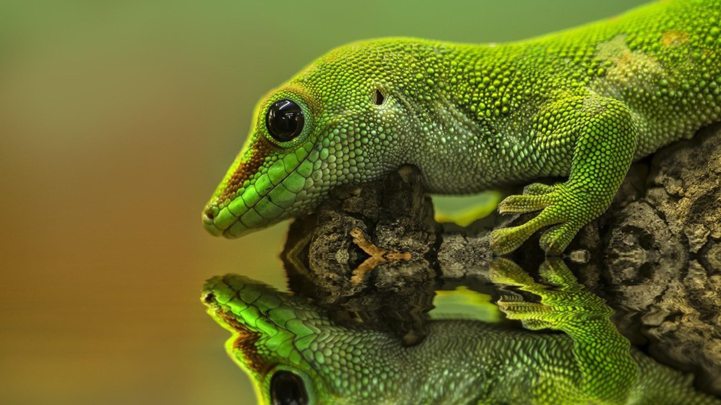 2400x1350 Gecko reptiles reflections wallpaper. PC, Desktop