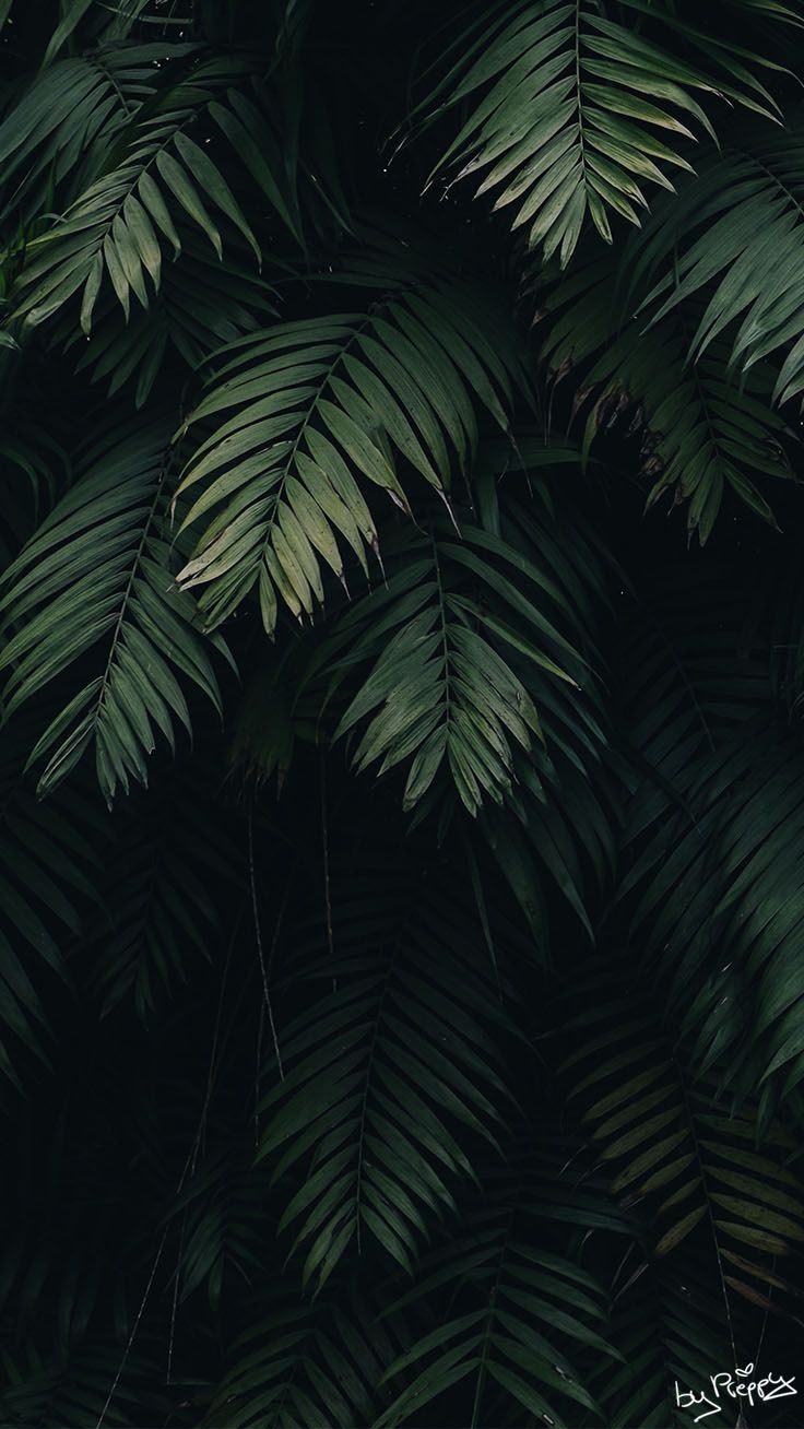 740x1310 Tropical Jungle iPhone X Wallpaper. Preppy Wallpaper. Fondos de pantalla verde, Fondo de pantalla de hojas, Wallpaper wallpaper, Phone