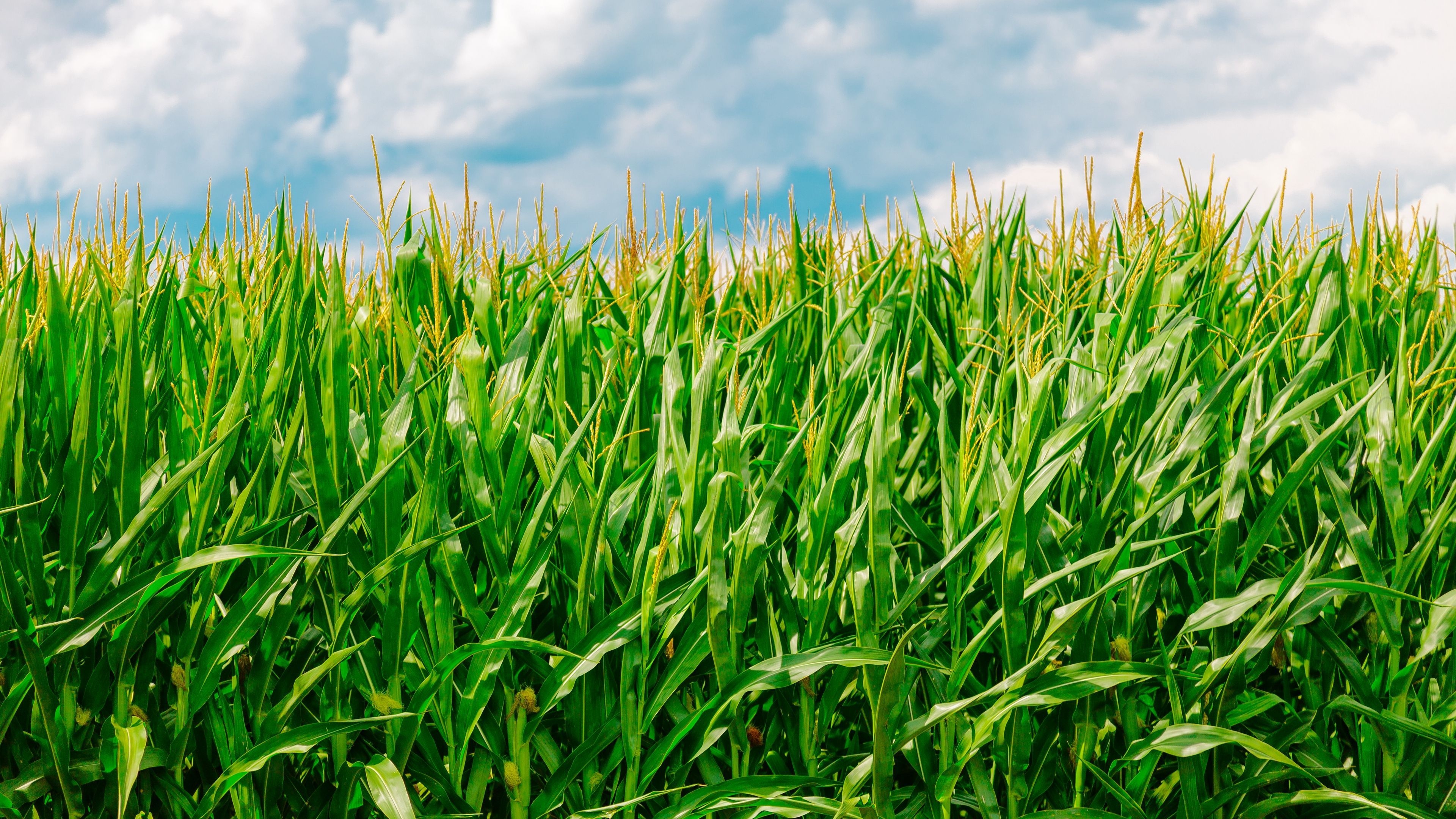 3840x2160 corn, field, summer, farm 4k Summer, Field, corn. Farm, Field, Nature wallpaper, Desktop