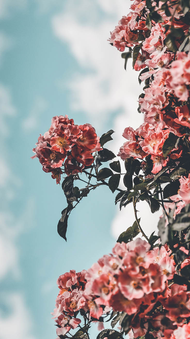 740x1310 Floral iPhone Xs Wallpaper To Celebrate Spring, Phone