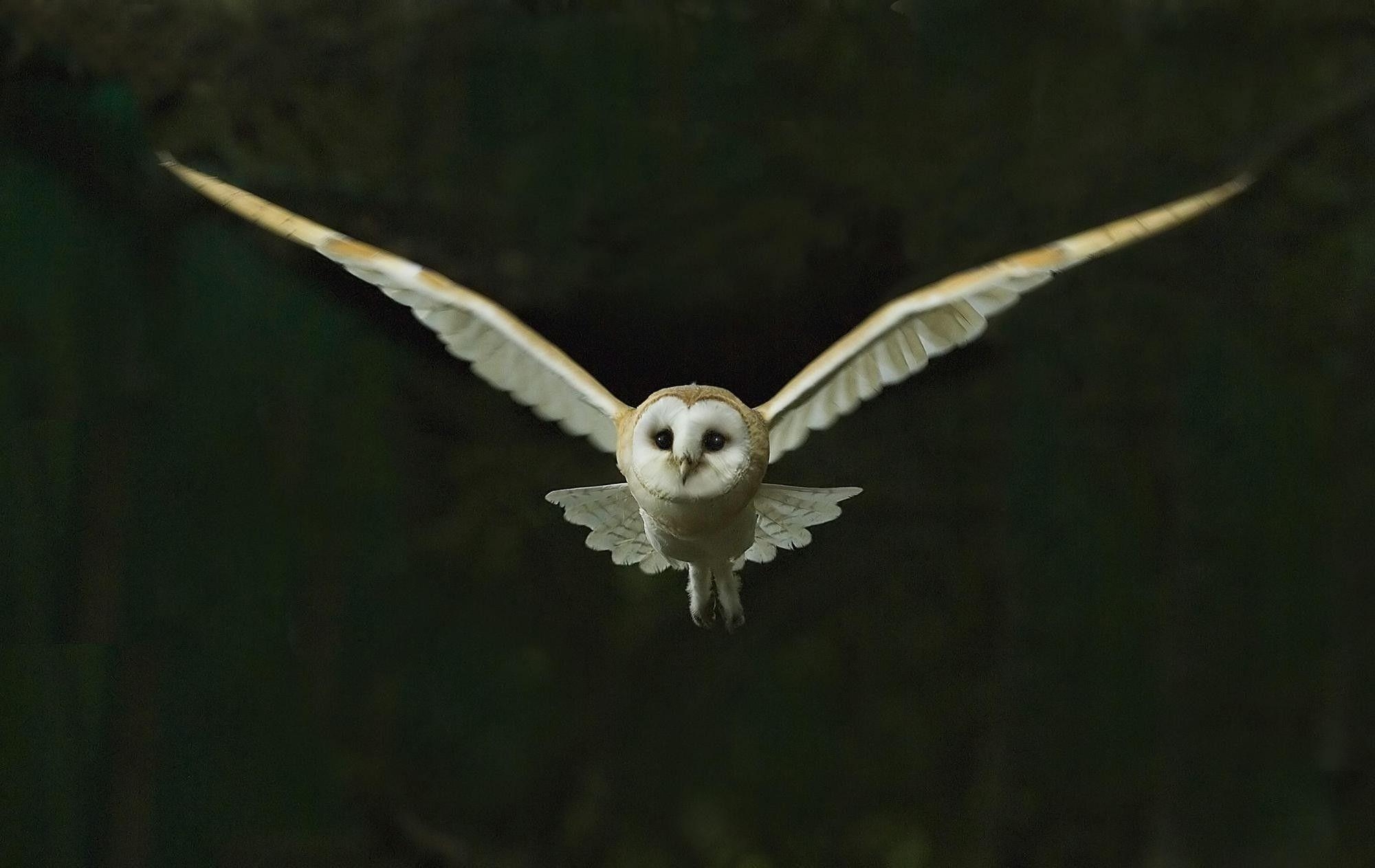 2000x1270 Snowy Owl Wallpaper HD, Desktop