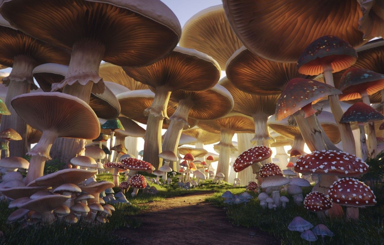 1340x850 Mushroom Forest Wallpaper Free Mushroom Forest Background, Desktop