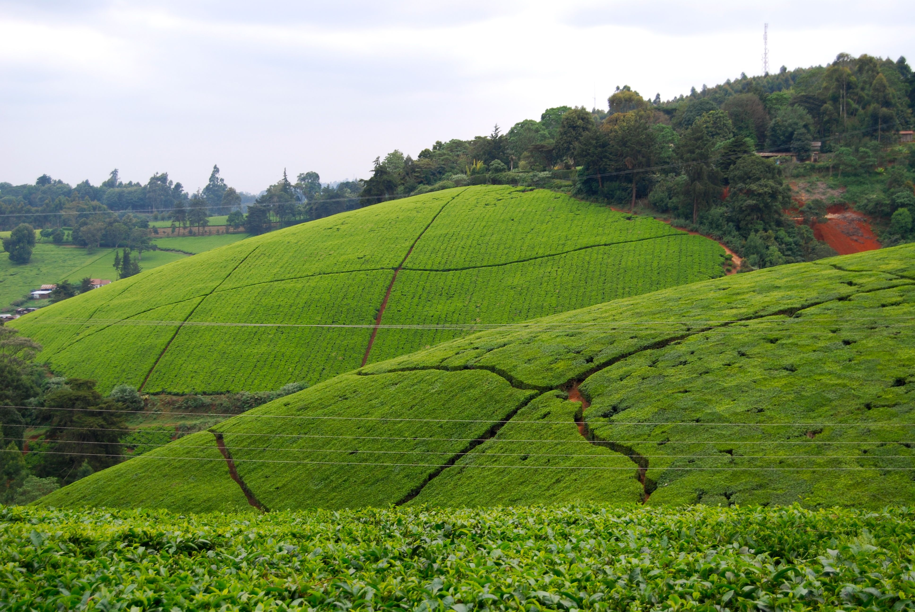 3880x2600 Tea plantation outside of Nairobi, Kenya. It's even more breath, Desktop