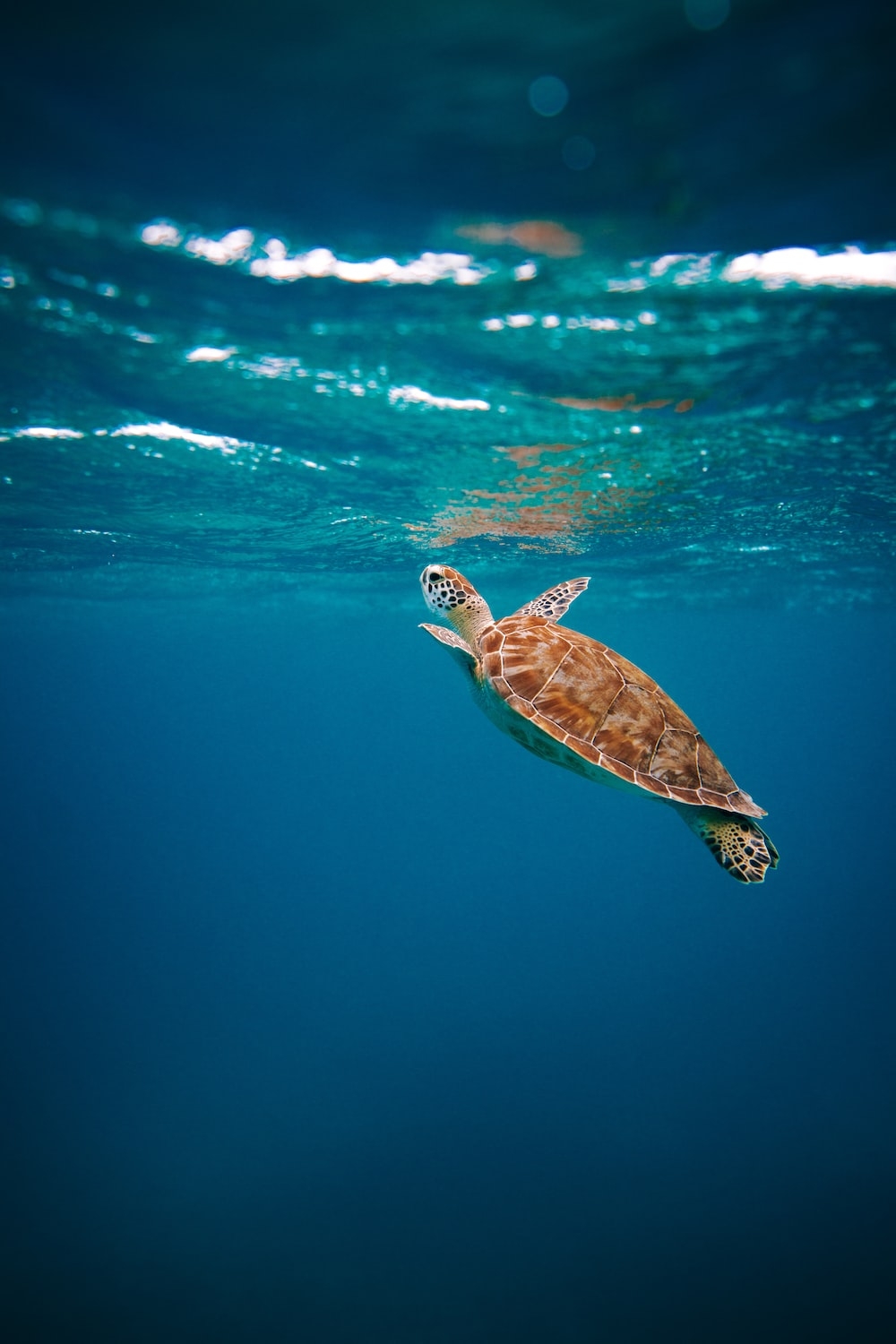 1000x1500 Brown turtle in water during daytime photo, Phone