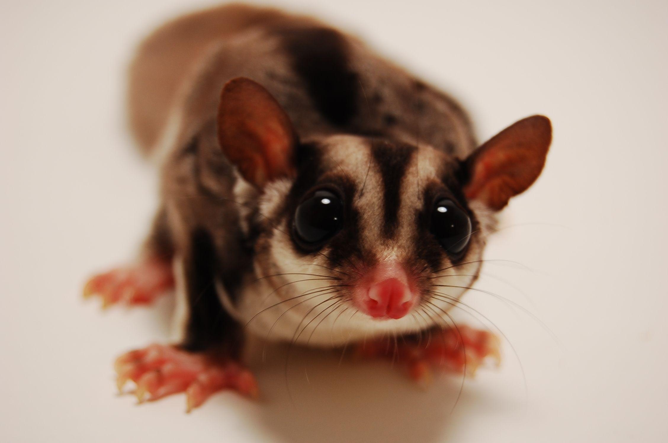 2260x1500 Sugar Glider, Desktop