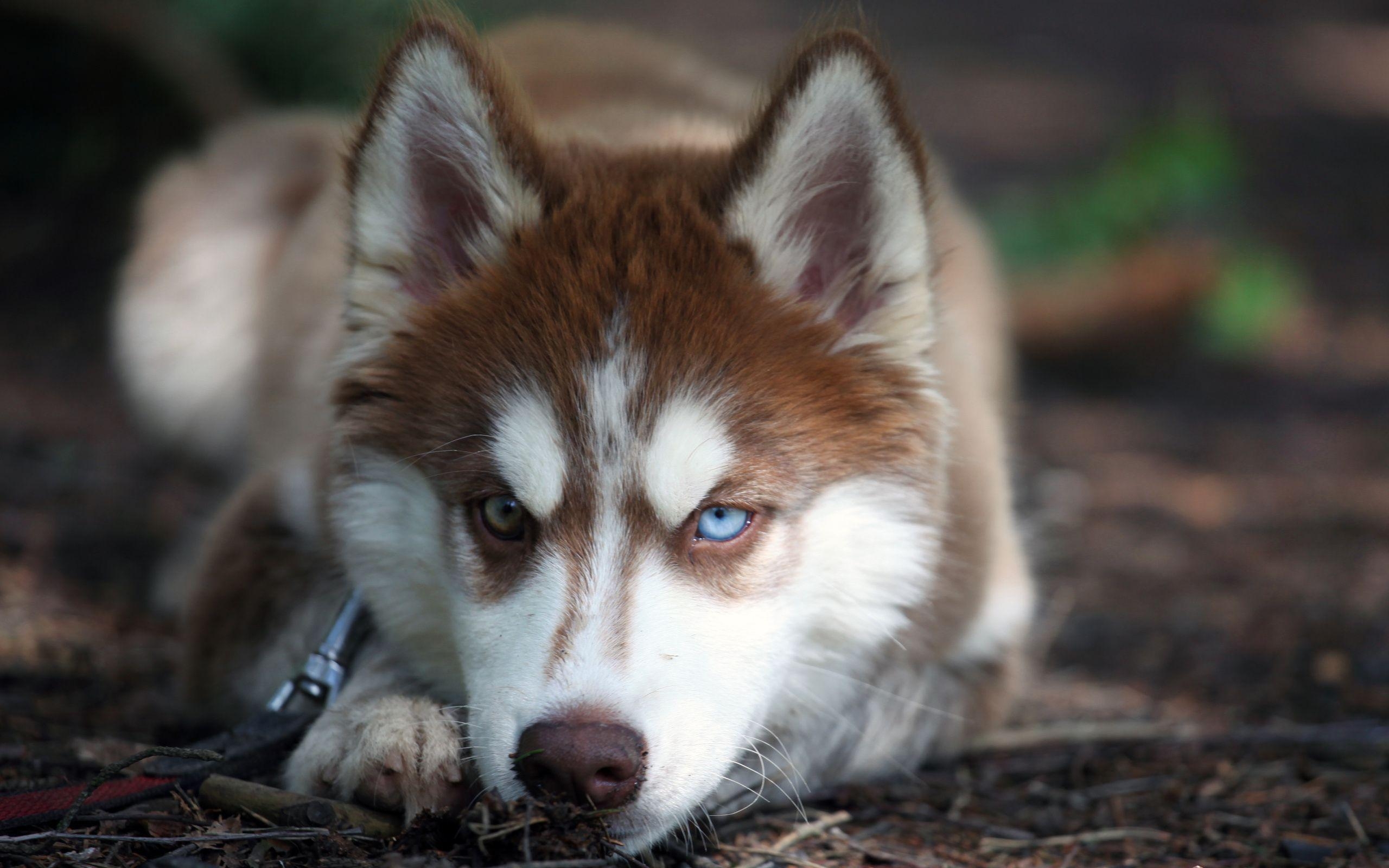 2560x1600 siberian husky eyes Desktop Wallpaperk HD, Desktop