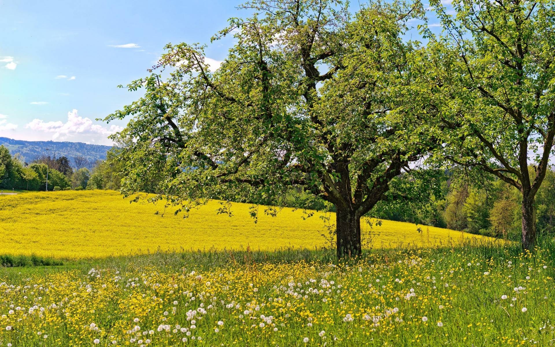 1920x1200 Spring Meadow Wallpaper 32091  px, Desktop