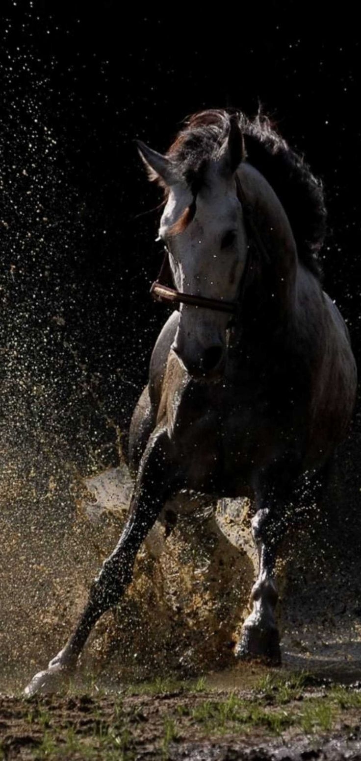 740x1560 HD Horse Wallpaper Discover more Animal, Phone