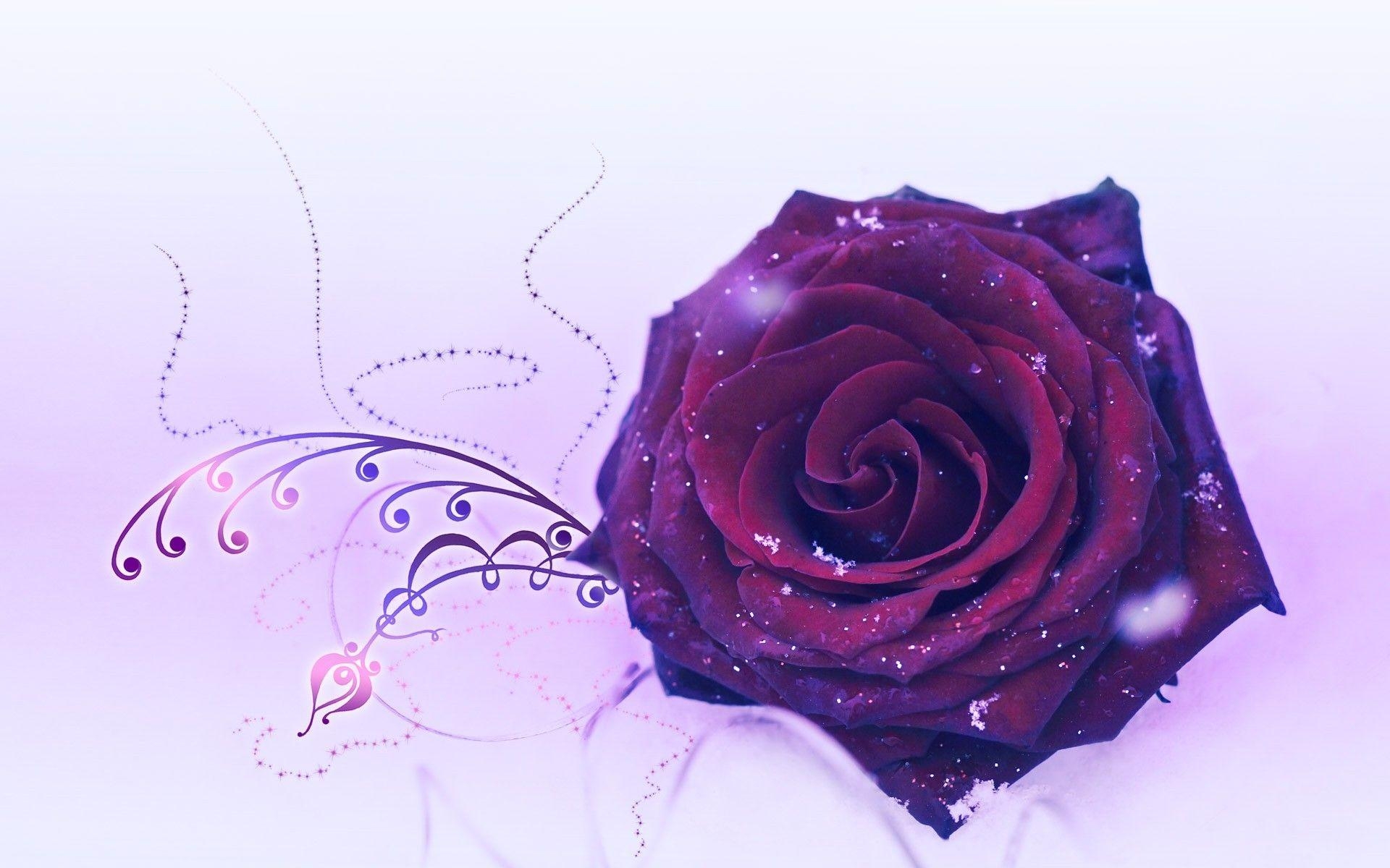 1920x1200 Purple Rose Wallpaper Download, Desktop