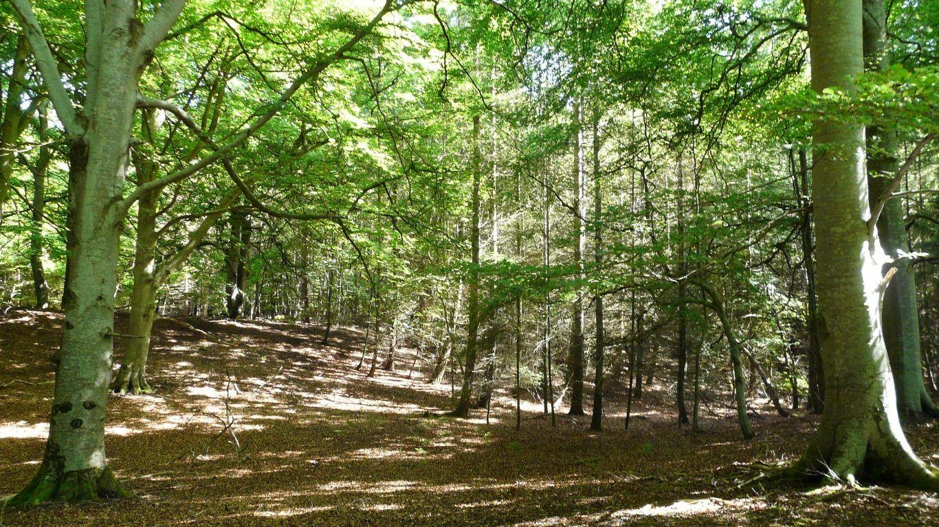 1370x770 Forest: Day Orange Connecticut Forest Nature Trees Leaves Location, Desktop