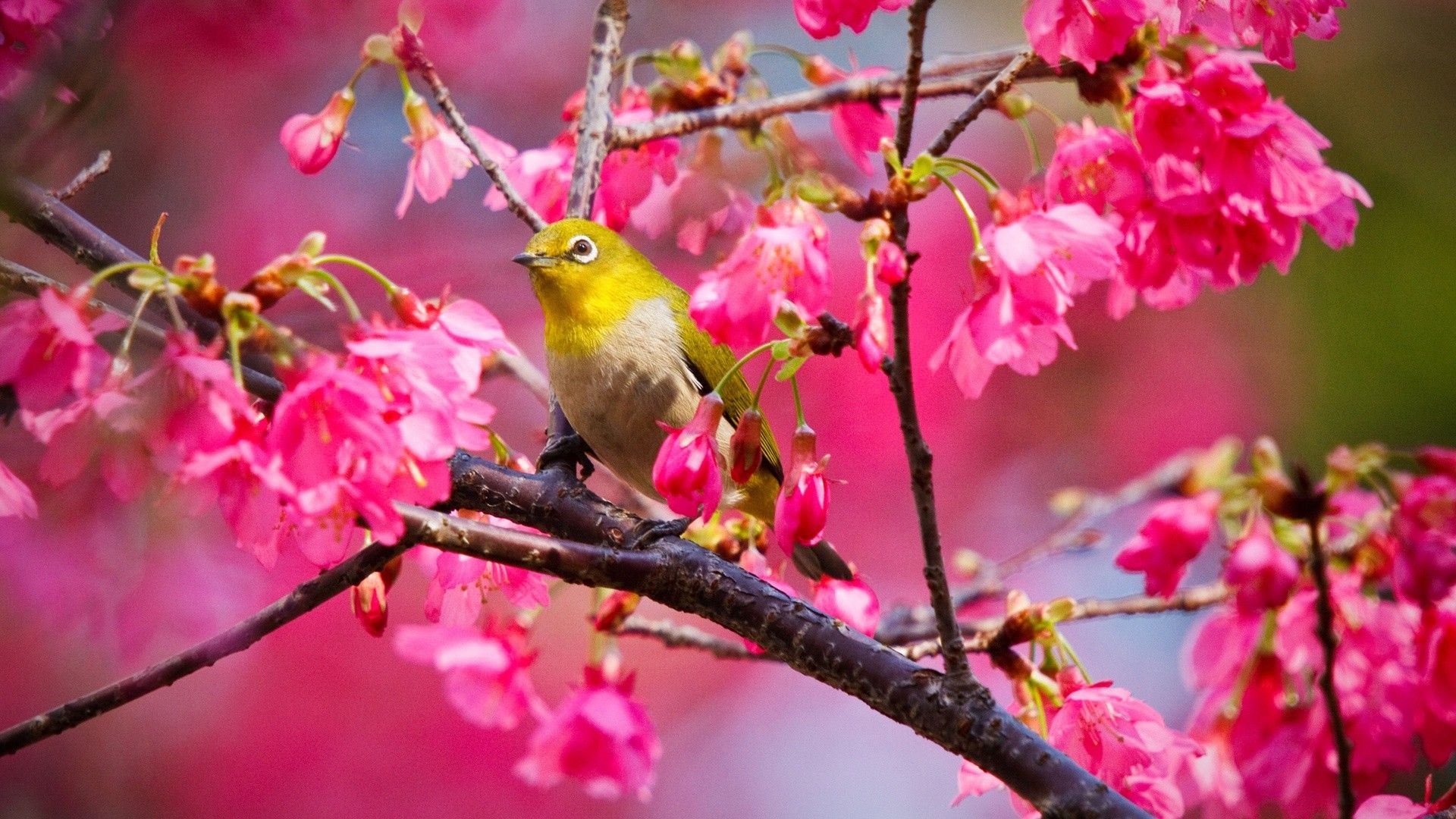 1920x1080 Spring Flowers And Bird, Desktop