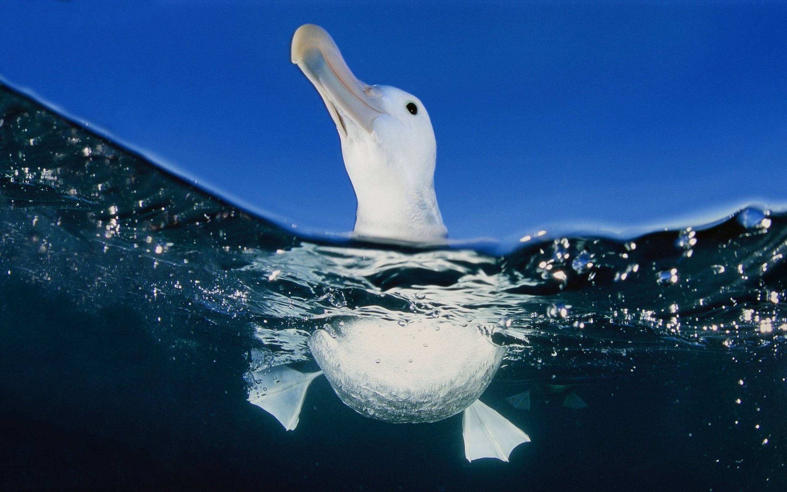 2560x1600 Seagull Wallpaper, Desktop