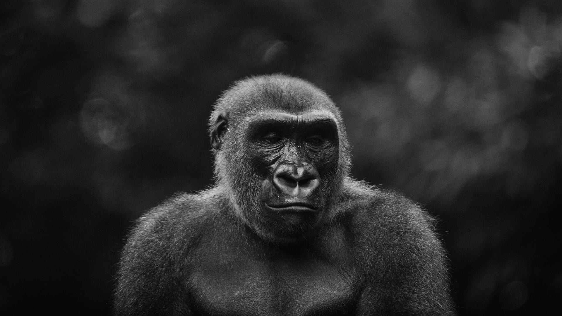 1920x1080 Gorilla Wallpaper. Wallpaper Studio 10. Tens of thousands HD, Desktop