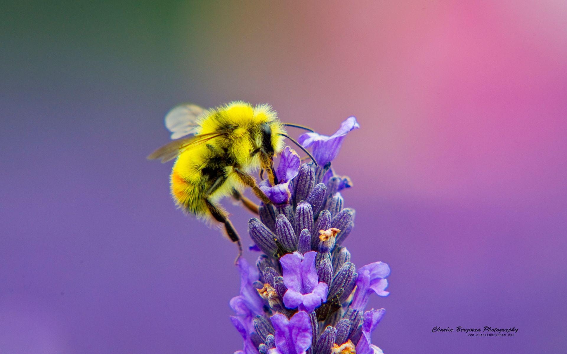 1920x1200 Honey Bee Lavendar Nectar Wallpaper, Desktop