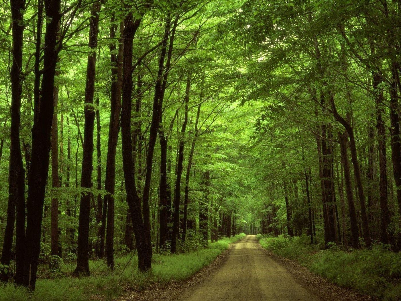 1400x1050 Redwood Forest Wallpaper, Desktop