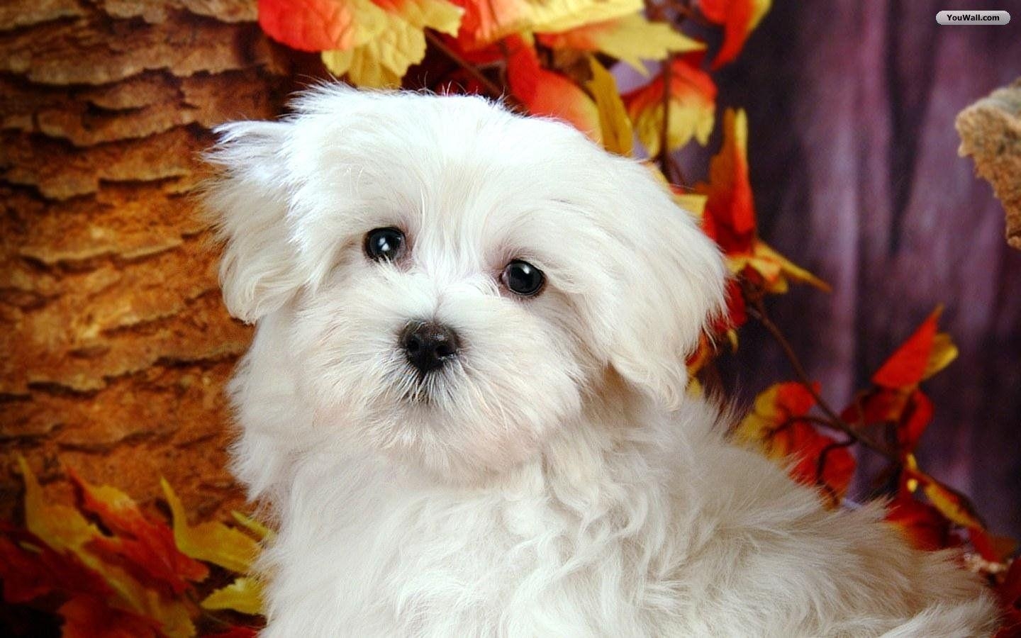 1440x900 Cute White Dogs Wallpaper Image & Picture, Desktop