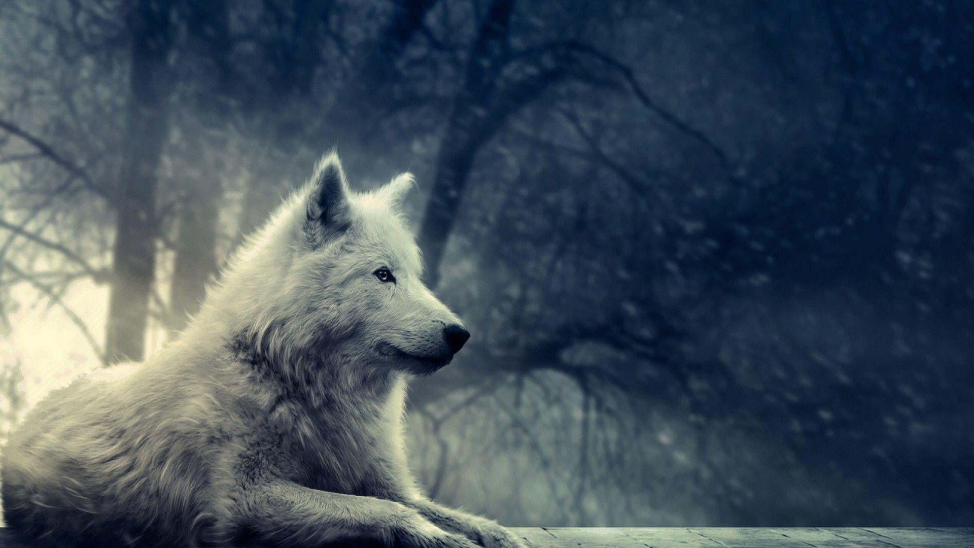 1920x1080 Cool wolf wallpaper Gallery, Desktop