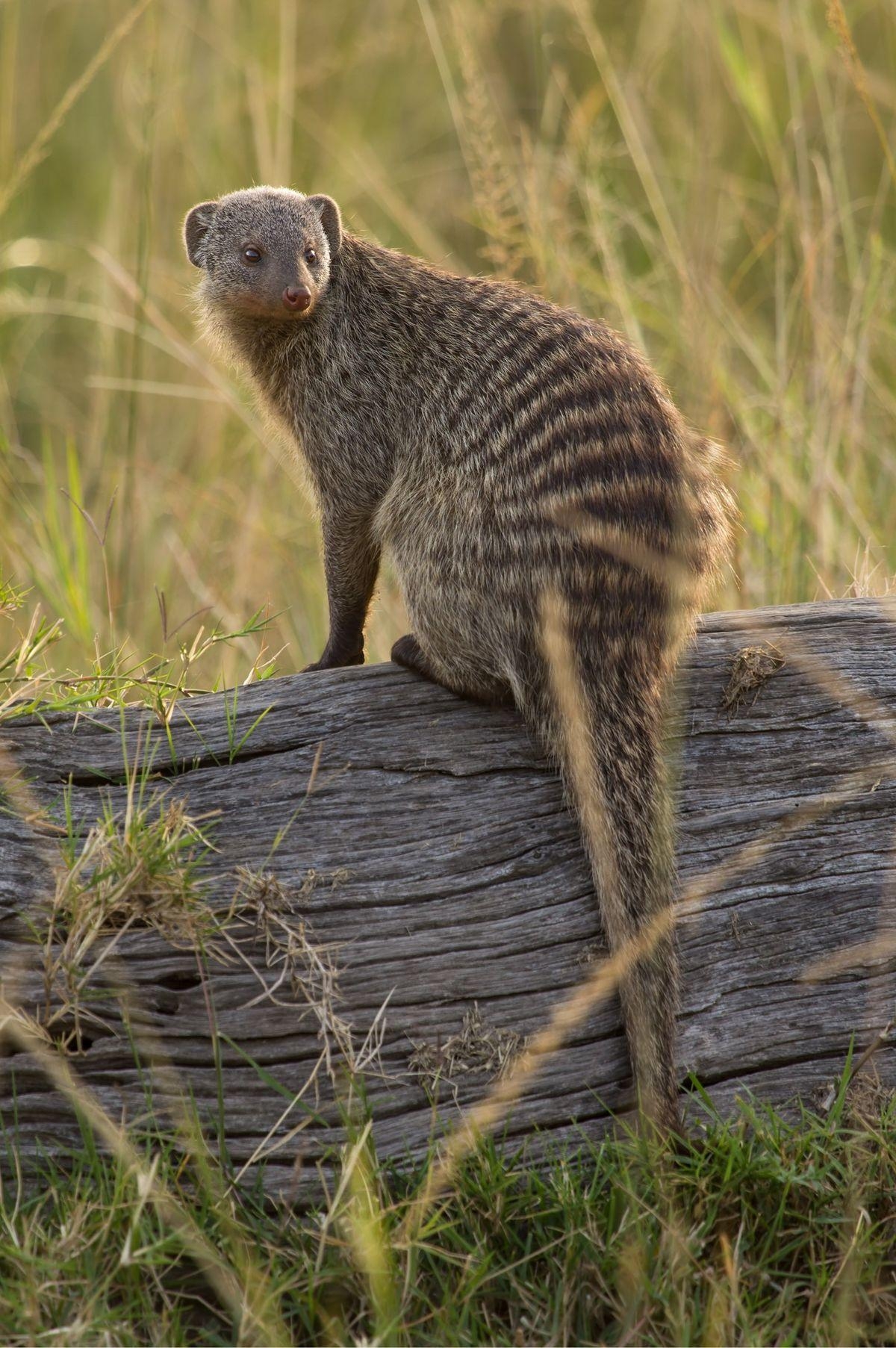 1200x1810 Mongoose Wallpaper High Quality, Phone