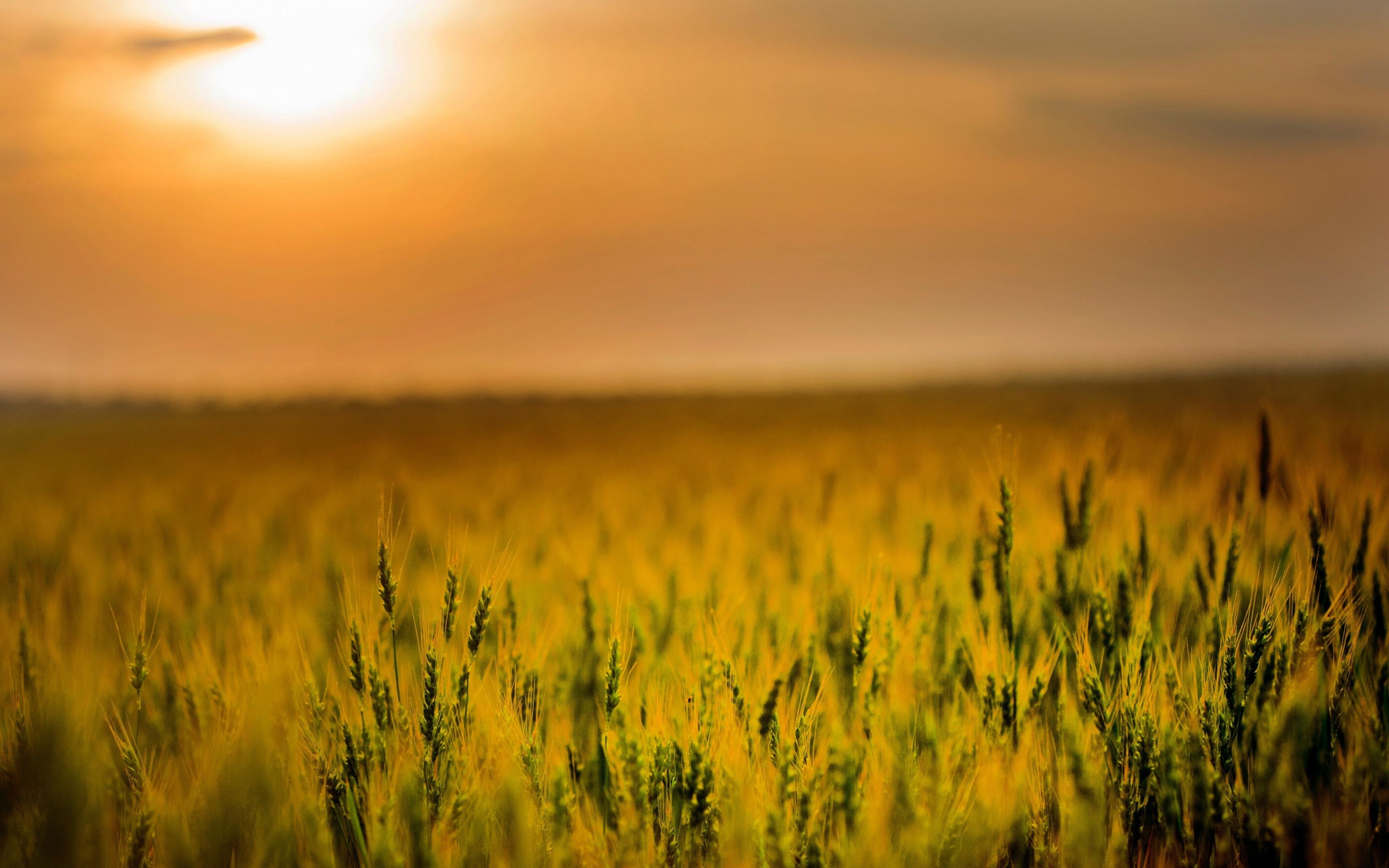 3840x2400 Download  wallpaper agriculture, cereal, corn farm, sunset, 4k, ultra HD 16: widescreen,  HD image, background, 9333, Desktop