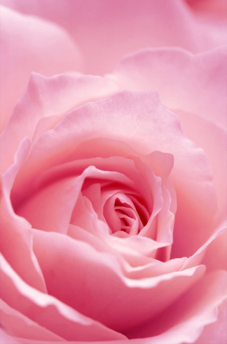 750x1140 Light Pink Rose Flower iPhone HD wallpaper, Phone