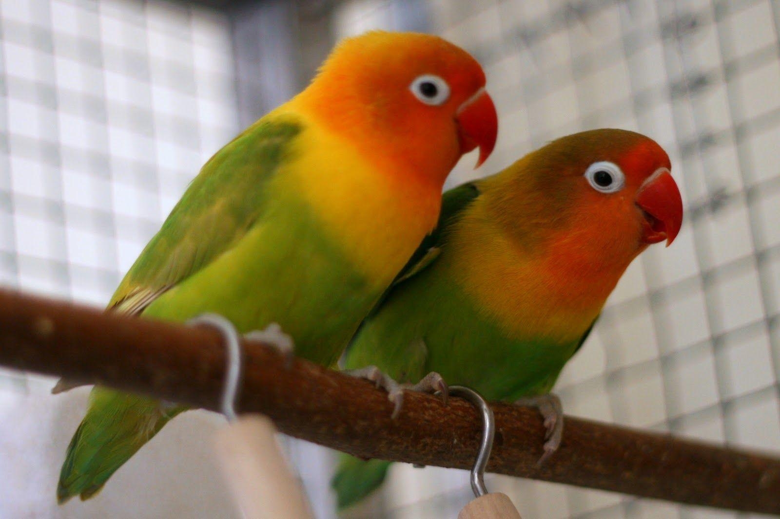 1600x1070 image For > Love Birds Image HD, Desktop