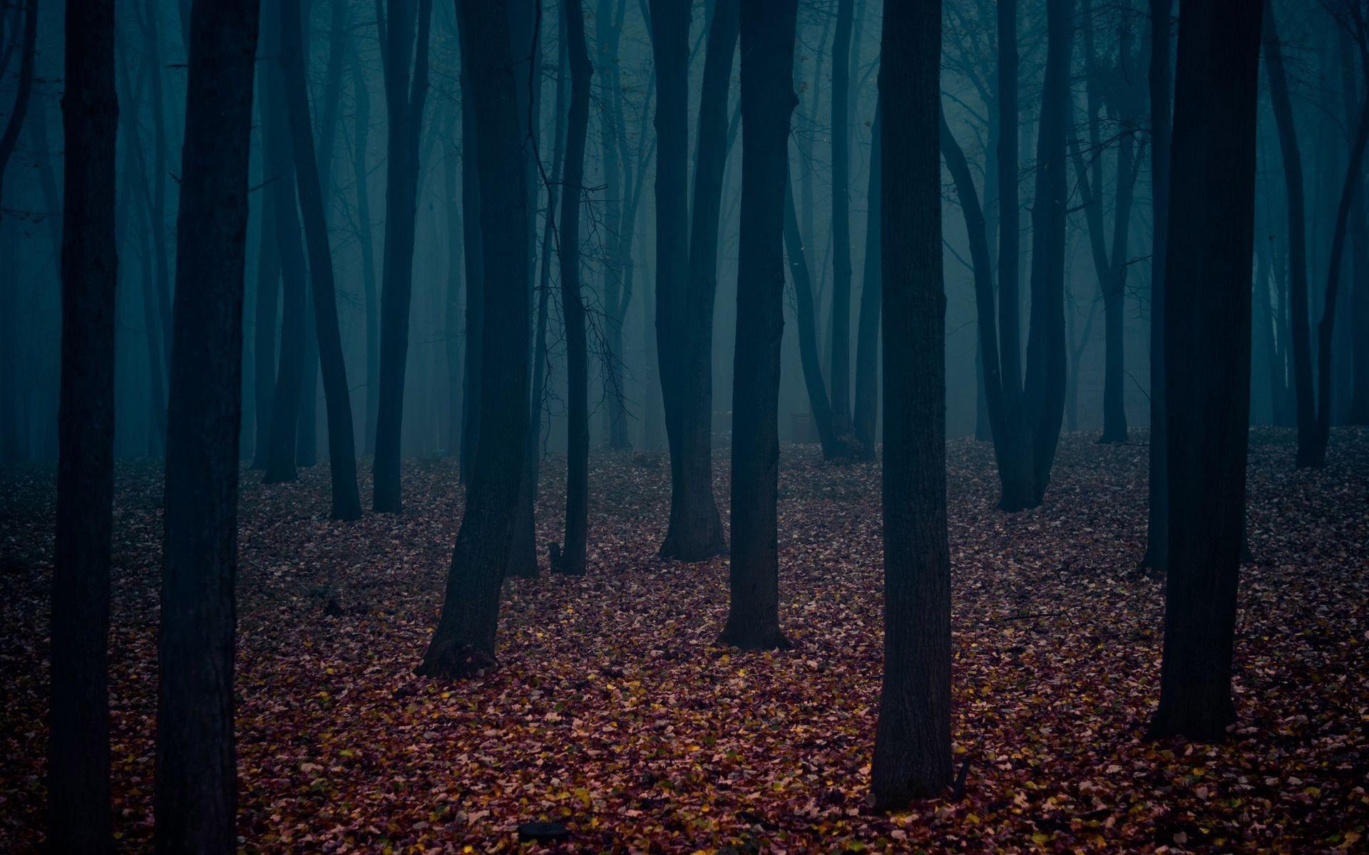 1920x1200 Most Downloaded Dark Forest Wallpaper HD wallpaper search, Desktop