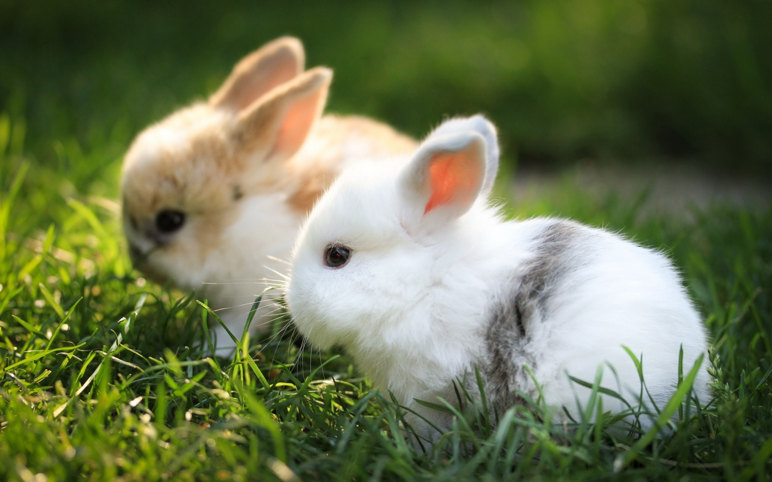 2560x1600 Cute Pet Wallpaper, Desktop