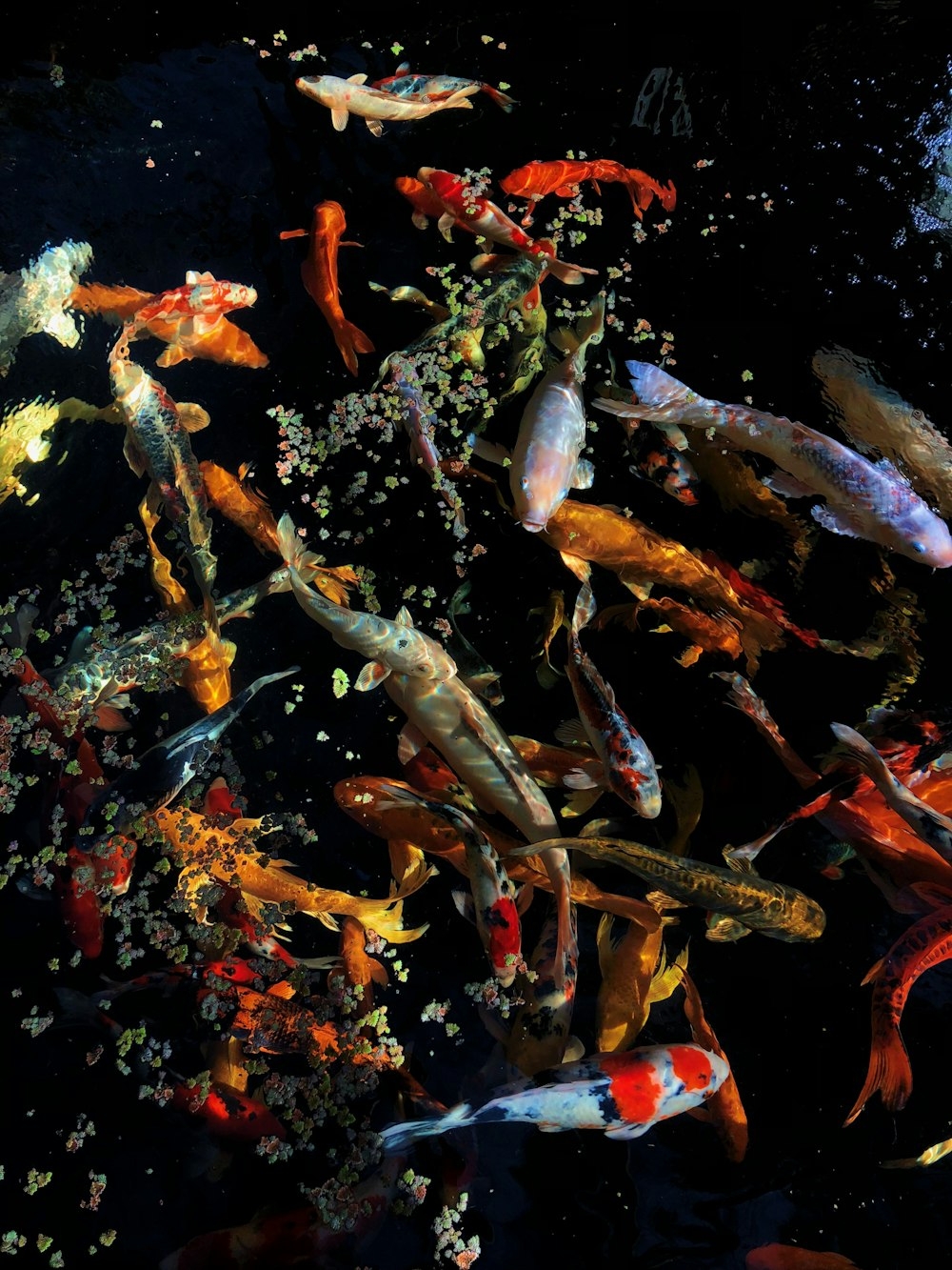 1000x1340 Koi Pond Picture. Download Free, Phone