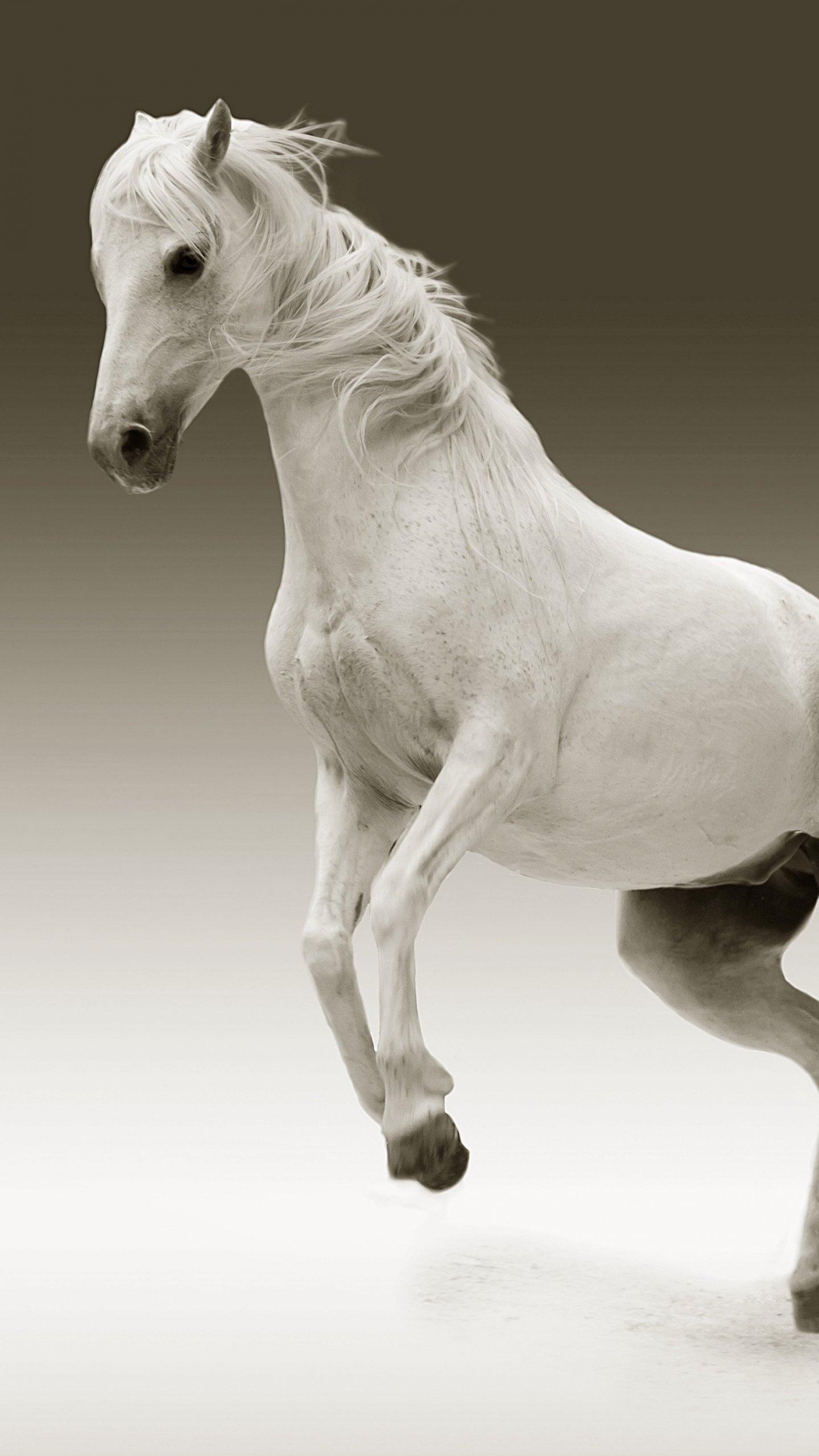 1440x2560 White Horse Wallpaper, Android & Desktop Background, Phone