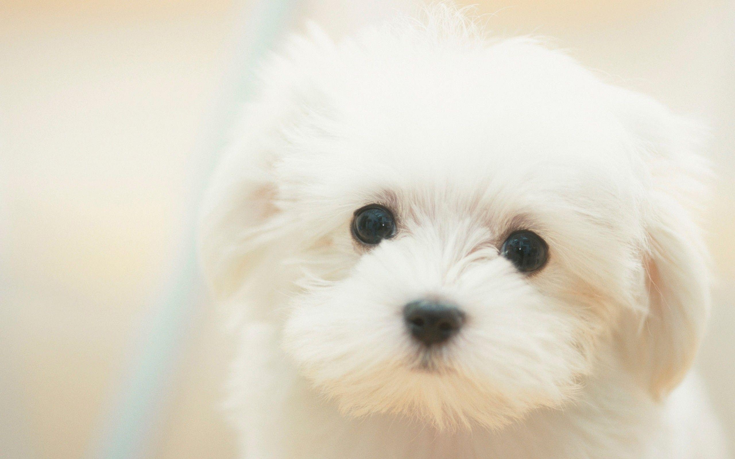 2560x1600 Puppy Wallpaper HD Desktop Background, Desktop