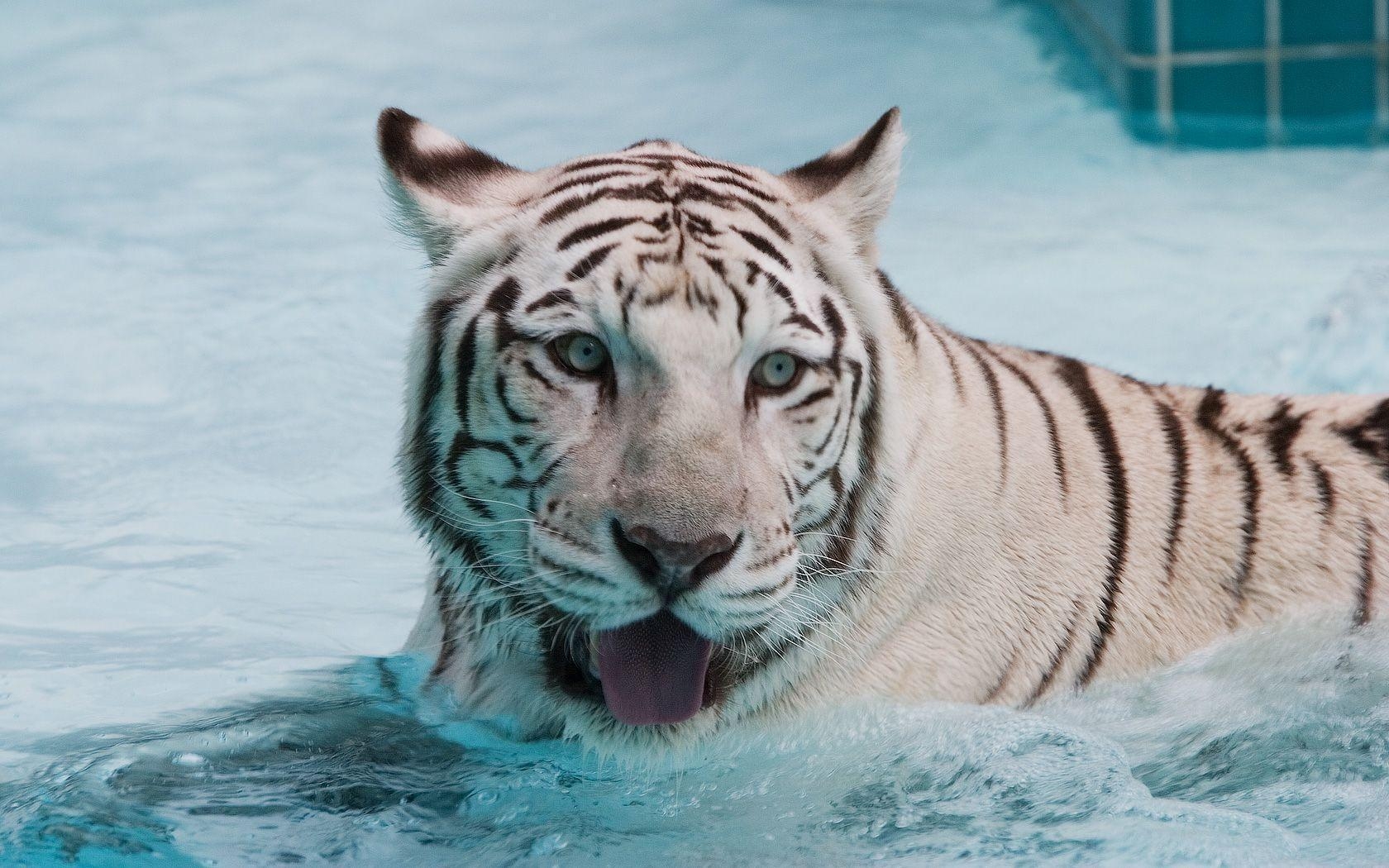 1680x1050 White Tiger Wallpaper. White Tiger Background, Desktop