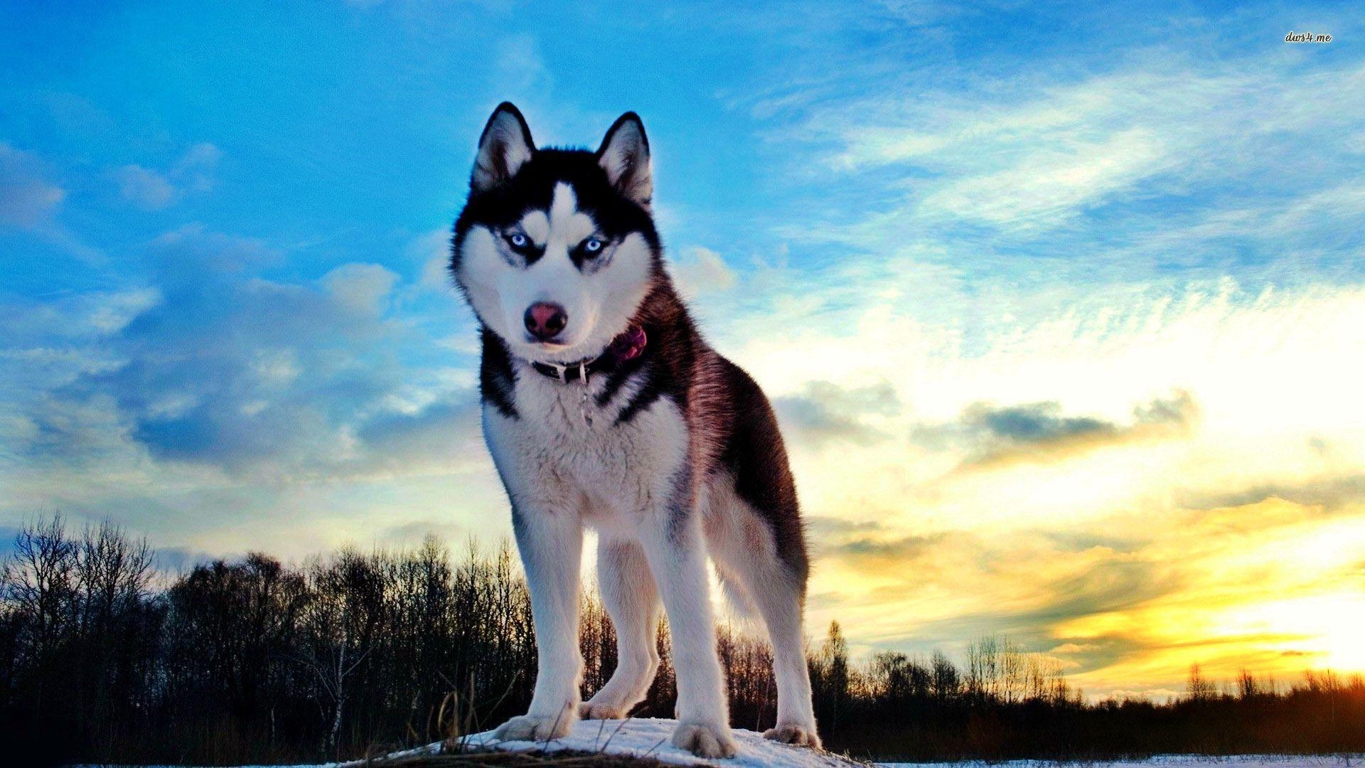 1920x1080 Siberian Husky wallpaper, Desktop