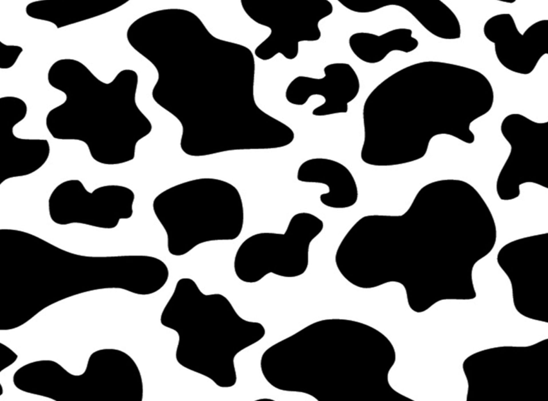 1920x1410 Cow Print Wallpaper Free Cow Print Background, Desktop