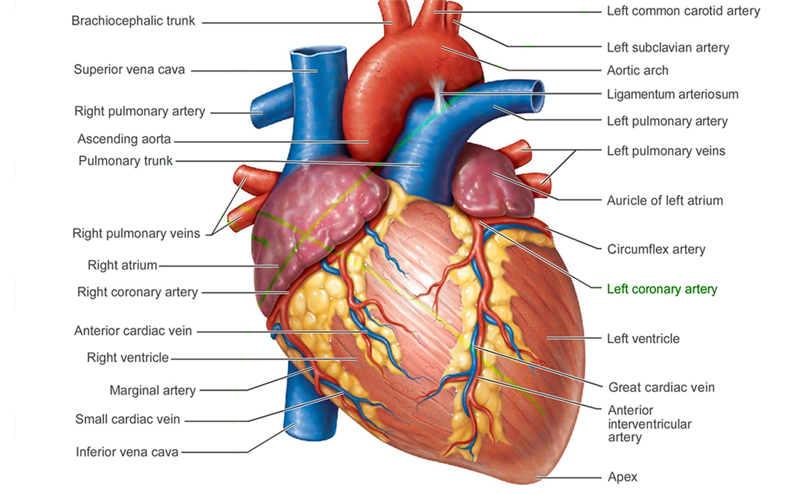 2560x1600 Picture Of Human Heart Anatomy Anatomy Of The Human Heart 4k Ultra HD Wallpaper. Human heart anatomy, Heart anatomy, Human anatomy and physiology, Desktop