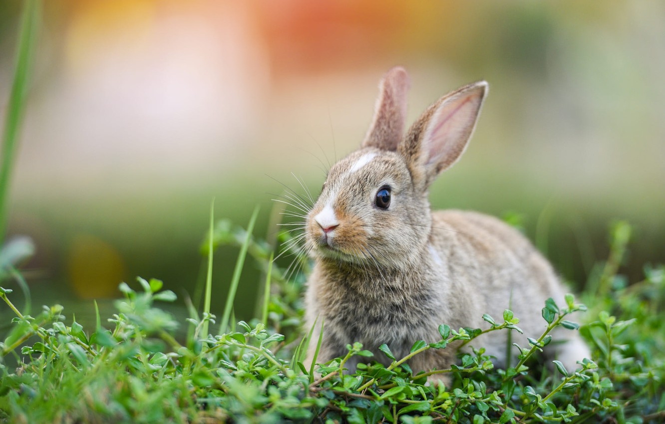 1340x850 Wallpaper grass, look, nature, grey, background, hare, rabbit, muzzle, leaves, Bunny, bokeh, rabbit, hare image for desktop, section животные, Desktop