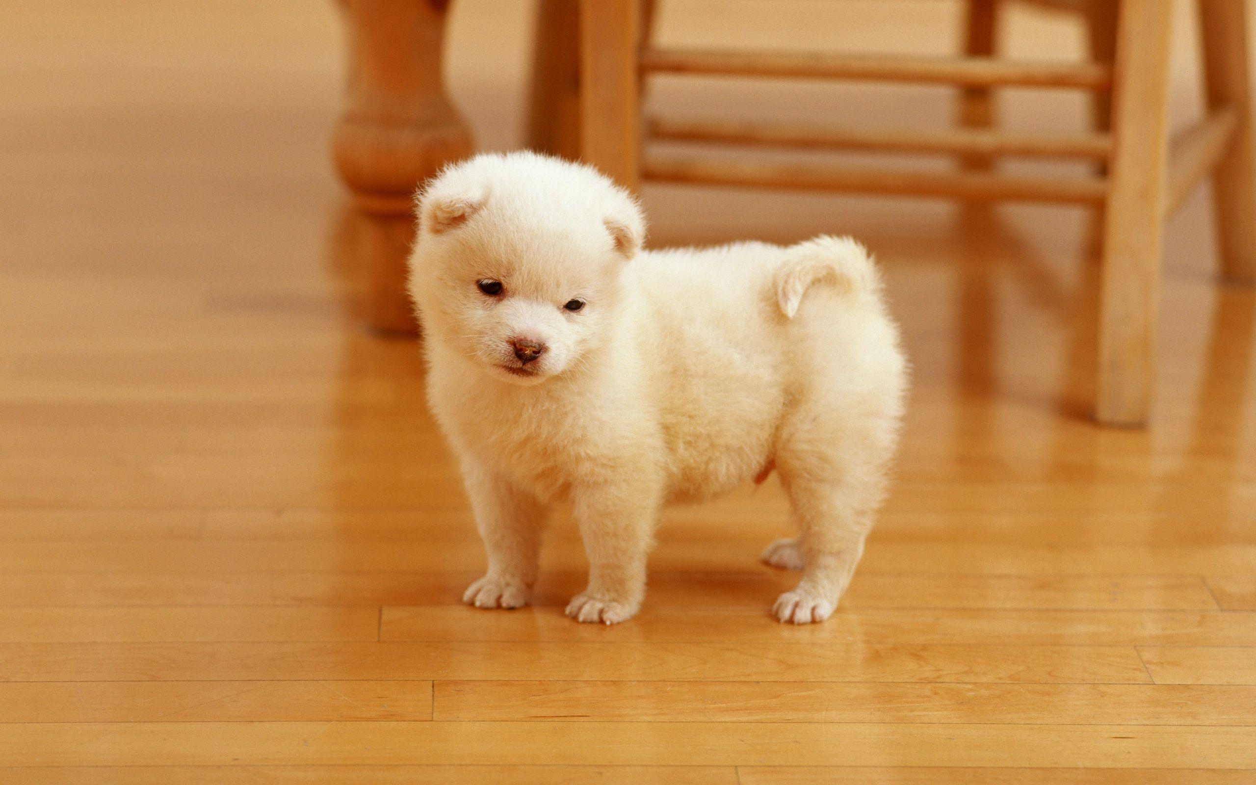 2560x1600 Cutest Puppy Wallpaper, Desktop