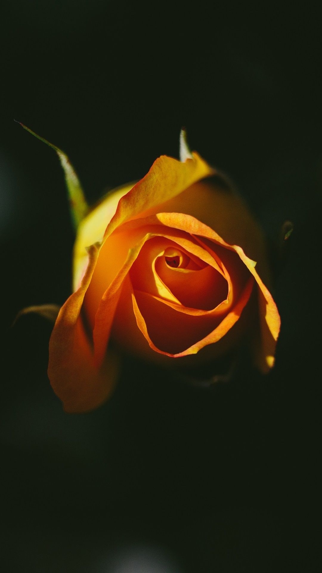 1080x1920 Orange Rose, Black Background  IPhone 8 7 6 6S Plus Wallpaper, Background, Picture, Image, Phone