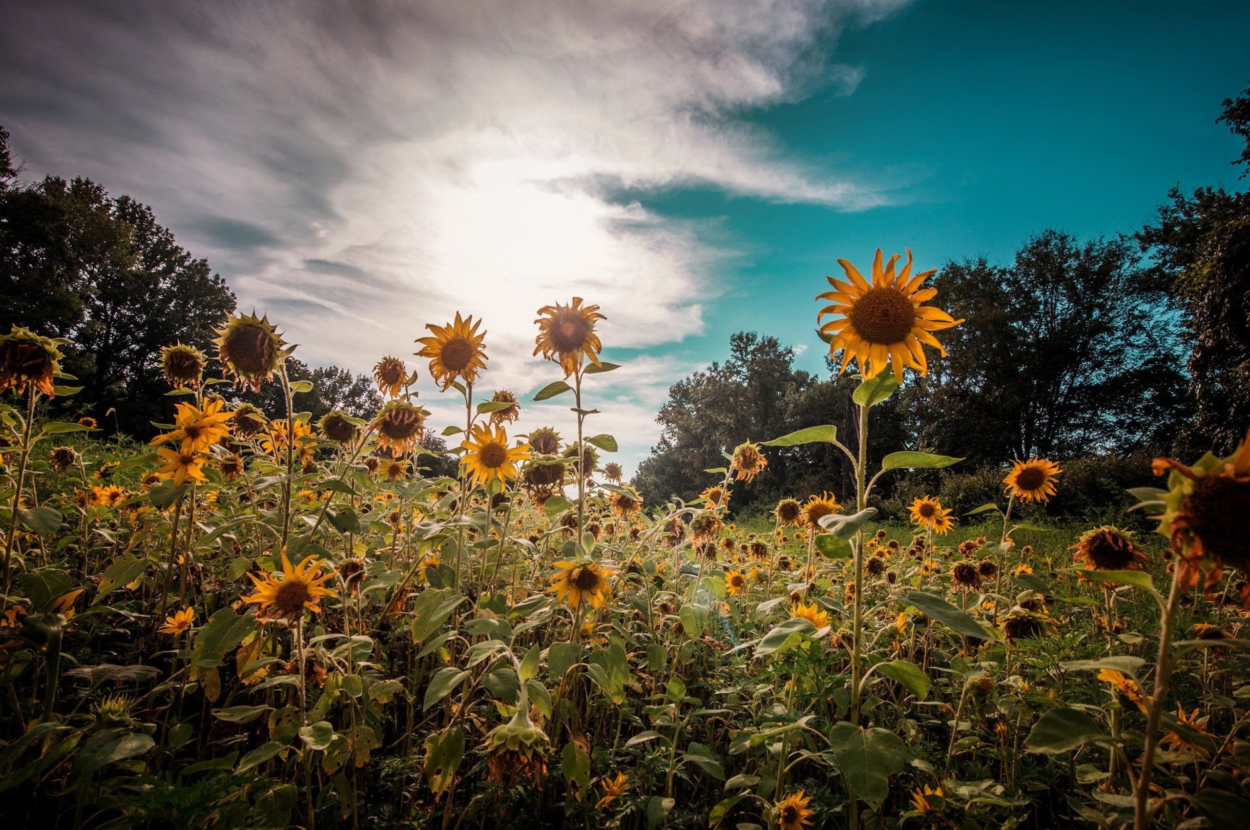 2560x1700 Sunflower Wallpaper Chromebook, Desktop