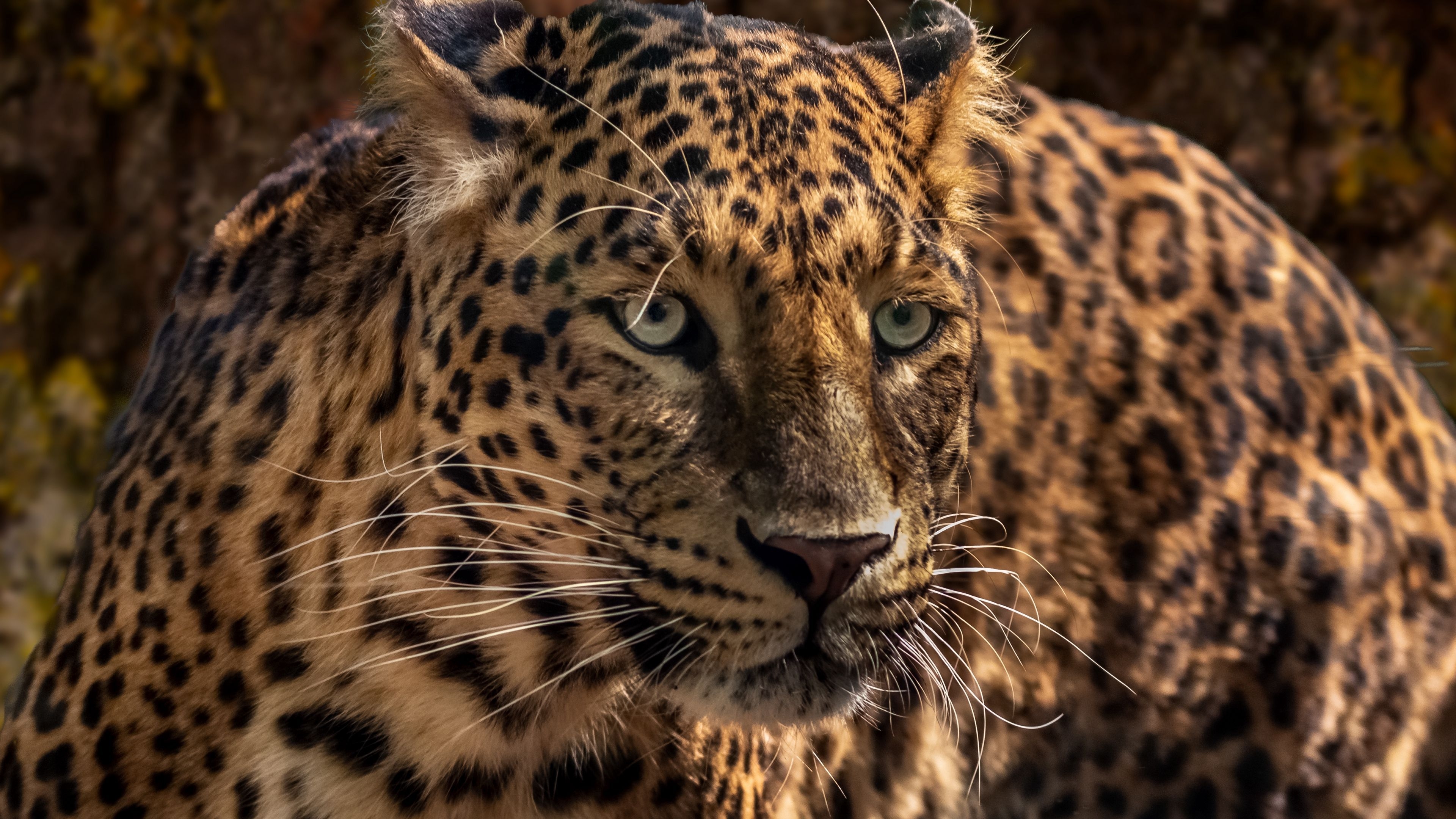 3840x2160 Download wallpaper  jaguar, predator, wild, big cat, Desktop