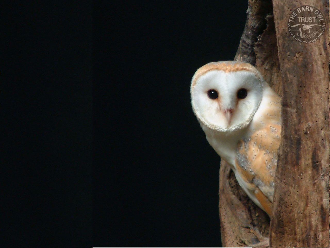 1280x960 Barn Owl Hollow Tree [Melanie Lindenthal] Barn Owl Trust, Desktop