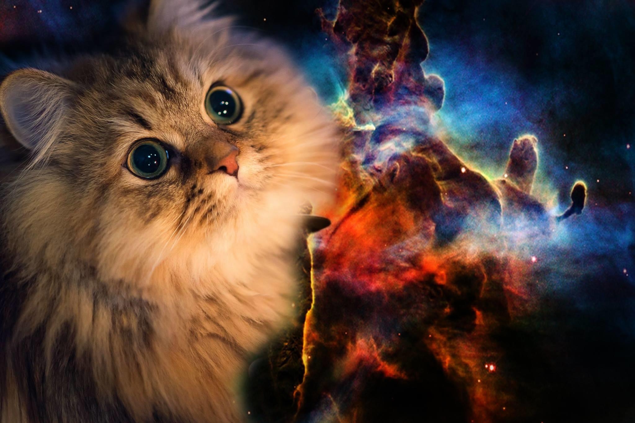 2050x1370 Space Cat Wallpaper, Desktop