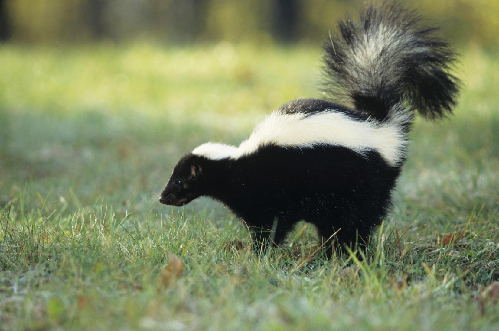 1650x1100 Skunk Wallpaper HD, Desktop