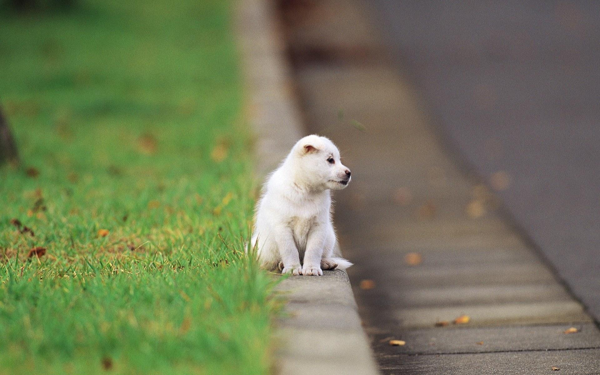 1920x1200 Pretty Dog wallpaper, Desktop