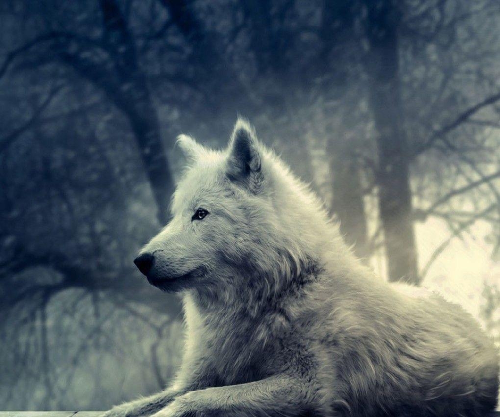 1020x850 White Wolf Wallpaper and Background, Desktop