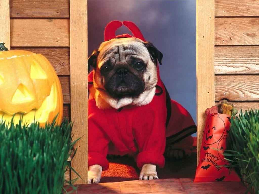 1030x770 Pug Halloween Wallpaper, Screensaver, Background. PUG, Desktop