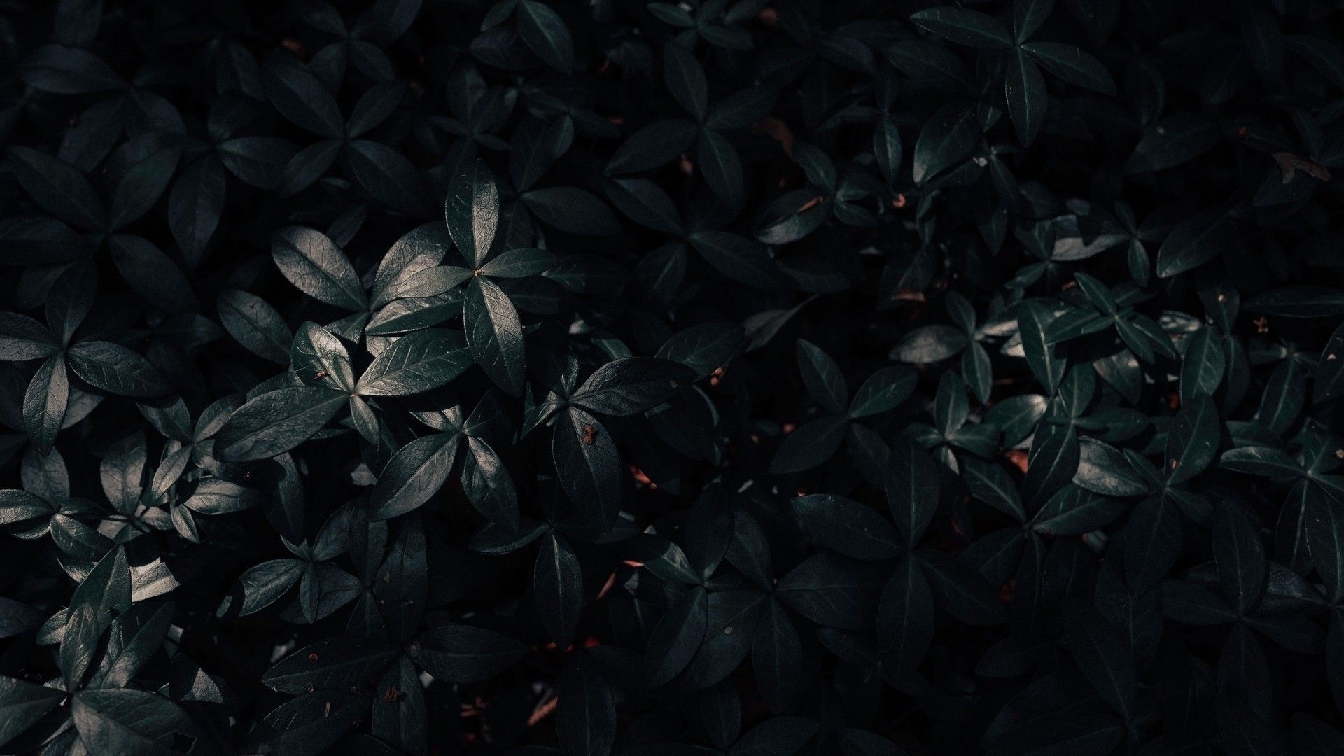 1920x1080 Black Green Leaves HD Black Aesthetic Wallpaper, Desktop